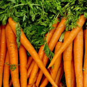 Carotte Extra